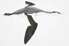 Attēlu rezultāti vaicājumam “Podiceps cristatus adult”