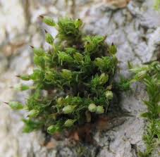 Attēlu rezultāti vaicājumam “Orthotrichum pumilum”