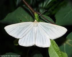 Attēlu rezultāti vaicājumam “Siona lineata”