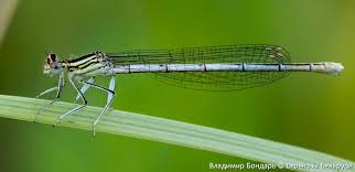 Attēlu rezultāti vaicājumam “Platycnemis pennipes”
