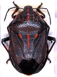 Attēlu rezultāti vaicājumam “Jalla dumosa”