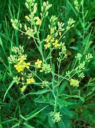 Attēlu rezultāti vaicājumam “Sisymbrium volgense flower”
