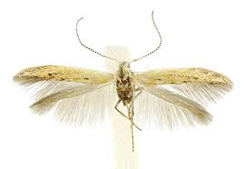 Attēlu rezultāti vaicājumam “Coleophoridae”