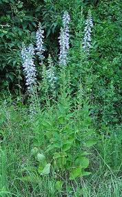 Attēlu rezultāti vaicājumam “Campanula bononiensis”