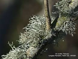 Attēlu rezultāti vaicājumam “Ramalina farinacea”