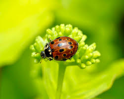 Attēlu rezultāti vaicājumam “Anatis ocellata”