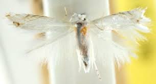 Attēlu rezultāti vaicājumam “Lyonetiidae”