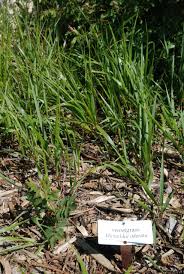 Attēlu rezultāti vaicājumam “Hierochloe odorata”