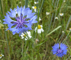 Image result for Centaurea cyanus