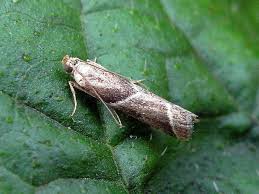 Attēlu rezultāti vaicājumam “Nyctegretis lineana”