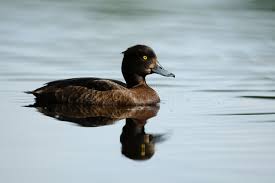 Attēlu rezultāti vaicājumam “Aythya fuligula female”