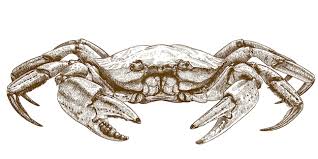 Image result for Chionoecetes opilio