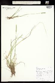 Attēlu rezultāti vaicājumam “Stemonitopsis aequalis (var. aequalis)”