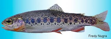 Image result for Oncorhynchus mykiss