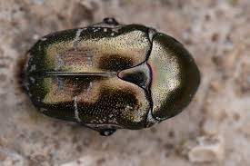 Attēlu rezultāti vaicājumam “Potosia cuprea”