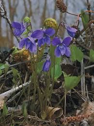 Attēlu rezultāti vaicājumam “Viola uliginosa”