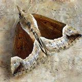 Attēlu rezultāti vaicājumam “Polypogon tentacularius”