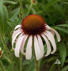 Image result for Echinacea angustifolia