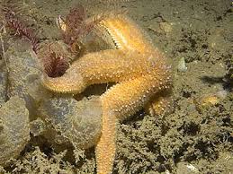 Image result for Asterias rubens