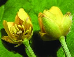 Attēlu rezultāti vaicājumam “Ranunculus cassubicus bud”