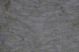 Attēlu rezultāti vaicājumam “Ombrophila violacea”