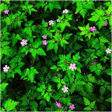 Attēlu rezultāti vaicājumam “Geranium robertianum”