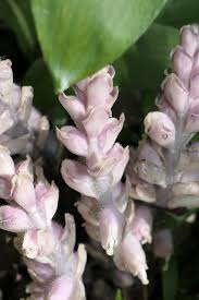 Attēlu rezultāti vaicājumam “Lathraea squamaria flower”