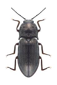 Attēlu rezultāti vaicājumam “Selatosomus cruciatus”