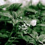 Attēlu rezultāti vaicājumam “Rubus nessensis”