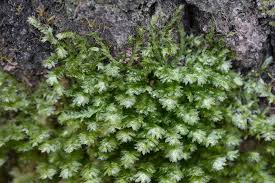 Attēlu rezultāti vaicājumam “Neckera pennata”