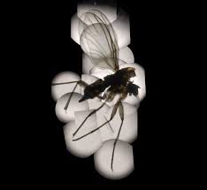 Attēlu rezultāti vaicājumam “Sciaridae”