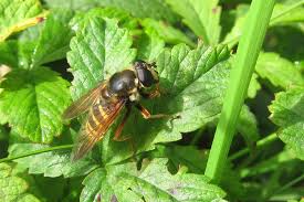 Attēlu rezultāti vaicājumam “Sericomyia silentis”