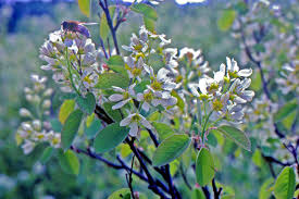 Attēlu rezultāti vaicājumam “Amelanchier spicata”