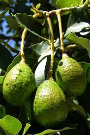 Attēlu rezultāti vaicājumam “Poa angustifolia fruit”