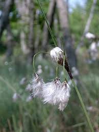 Attēlu rezultāti vaicājumam “Eriophorum angustifolium flower”