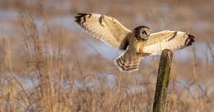 Attēlu rezultāti vaicājumam “Asio flammeus adult”