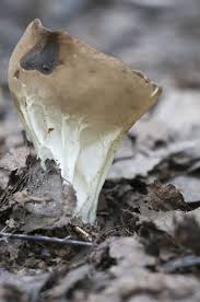 Attēlu rezultāti vaicājumam “Helvella acetabulum”