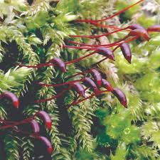 Attēlu rezultāti vaicājumam “Brachythecium rutabulum”