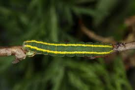 Attēlu rezultāti vaicājumam “Melanchra persicariae larva”