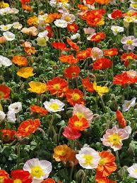 Image result for Papaver nudicaule
