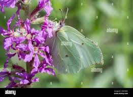 Attēlu rezultāti vaicājumam “Gonepteryx rhamni female”