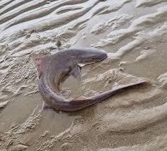 Image result for Mustelus palumbes