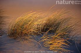 Attēlu rezultāti vaicājumam “Ammophila arenaria”
