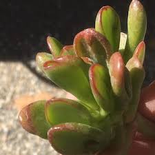 Image result for Crassula hobbit