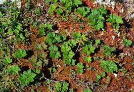 Attēlu rezultāti vaicājumam “Rubus chamaemorus leaf”