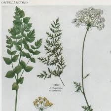 Attēlu rezultāti vaicājumam “Libanotis montana”