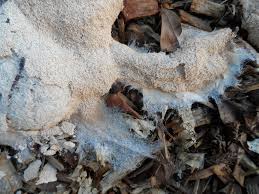 Attēlu rezultāti vaicājumam “Fuligo septica var. rosea”