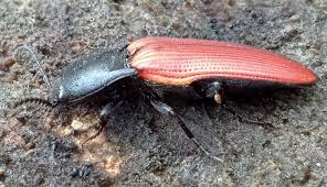 Attēlu rezultāti vaicājumam “Ampedus sp.”