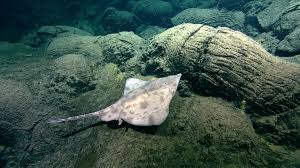 Image result for Amblyraja hyperborea