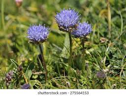 Attēlu rezultāti vaicājumam “Jasione montana leaf”